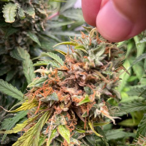 Gorilla Auto #1 growlog photo: Possibly there is a mold on one of the buds, will monitor closely next few days 