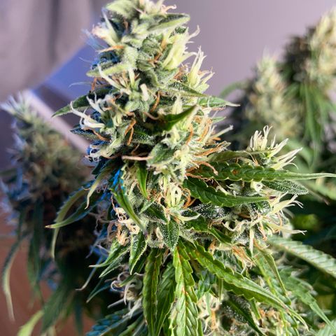 Gorilla Auto #1 growlog photo: Possibly there is a mold on one of the buds, will monitor closely next few days 