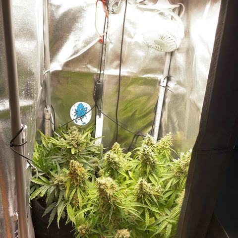 Gorilla Auto #1 growlog photo: Possibly there is a mold on one of the buds, will monitor closely next few days 