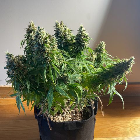 Gorilla Auto #1 growlog photo: Possibly there is a mold on one of the buds, will monitor closely next few days 