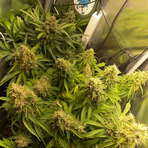 Gorilla Auto #1 growlog photo: Possibly there is a mold on one of the buds, will monitor closely next few days 
