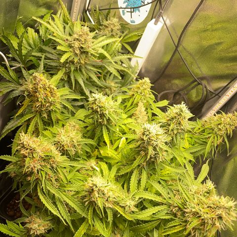 Gorilla Auto #1 growlog photo: Possibly there is a mold on one of the buds, will monitor closely next few days 