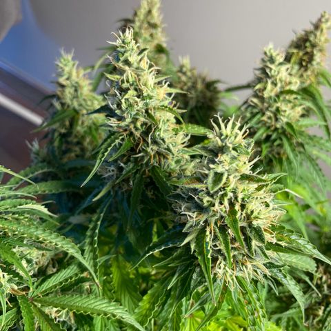 Gorilla Auto #1 growlog photo: Possibly there is a mold on one of the buds, will monitor closely next few days 