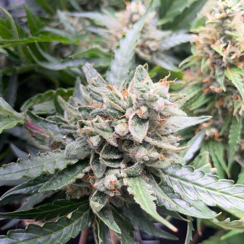 Watermelon Auto #2 growlog timeline photo