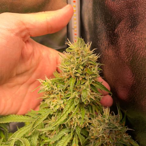 Gorilla Auto #1 growlog timeline photo