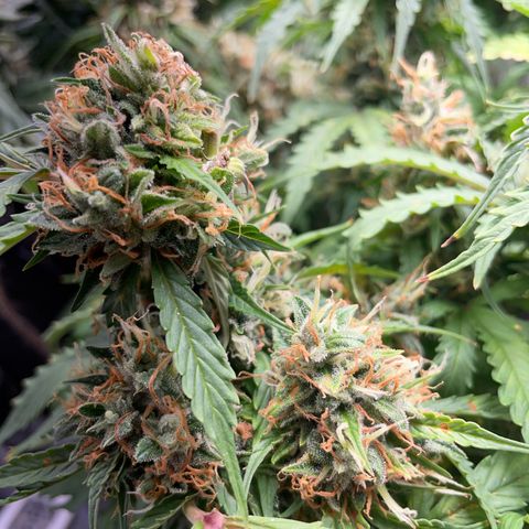 Gorilla Auto #1 growlog timeline photo