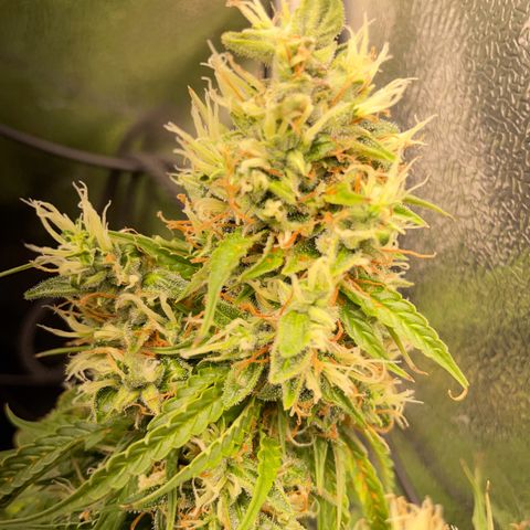 Gorilla Auto #1 growlog timeline photo