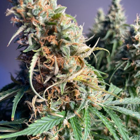 Gorilla Auto #1 growlog timeline photo