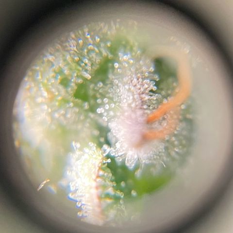 Gorilla Auto #1 growlog timeline photo