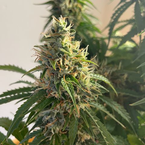 Gorilla Auto #1 growlog timeline photo