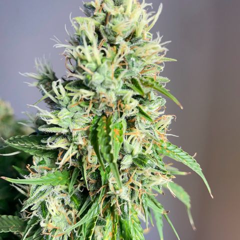 Gorilla Auto #1 growlog timeline photo