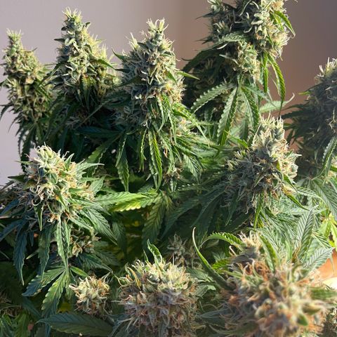 Gorilla Auto #1 growlog timeline photo