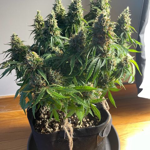 Gorilla Auto #1 growlog timeline photo
