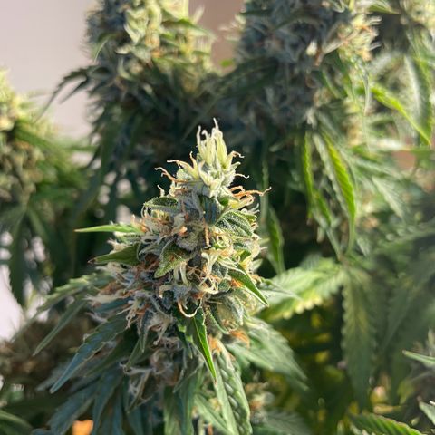 Gorilla Auto #1 growlog timeline photo