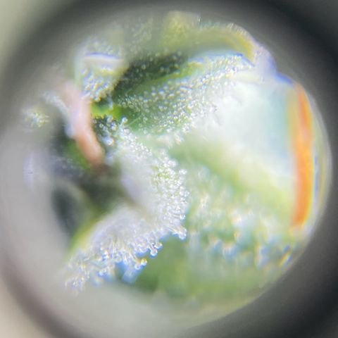 Gorilla Auto #1 growlog timeline photo