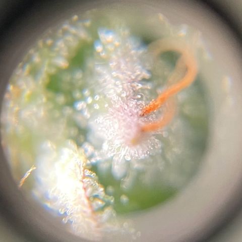 Gorilla Auto #1 growlog timeline photo