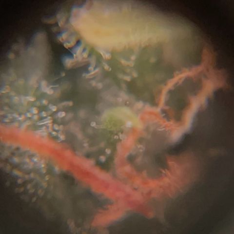 Watermelon Auto #2 growlog timeline photo