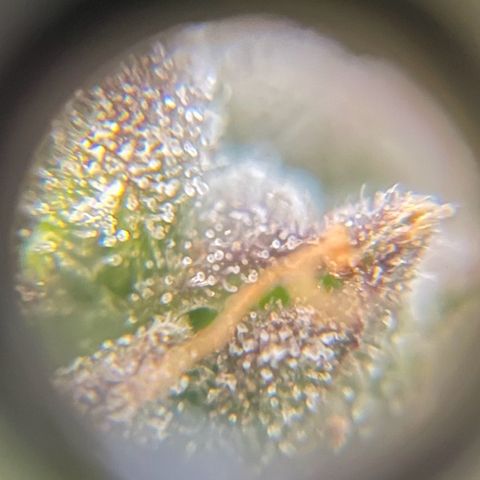 Watermelon Auto #2 growlog timeline photo