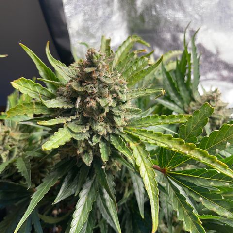 Watermelon Auto #2 growlog timeline photo