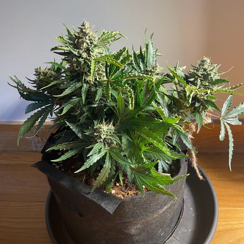 Watermelon Auto #2 growlog timeline photo