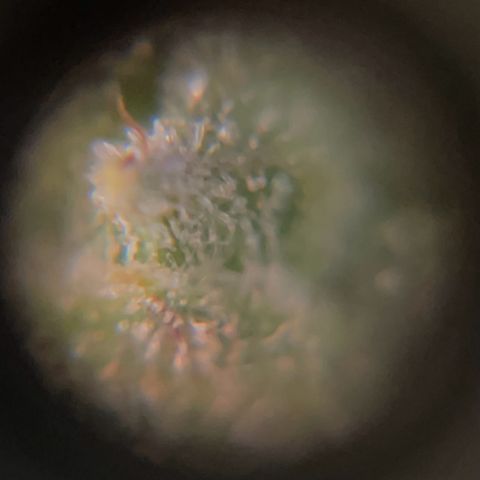 Watermelon Auto #2 growlog timeline photo