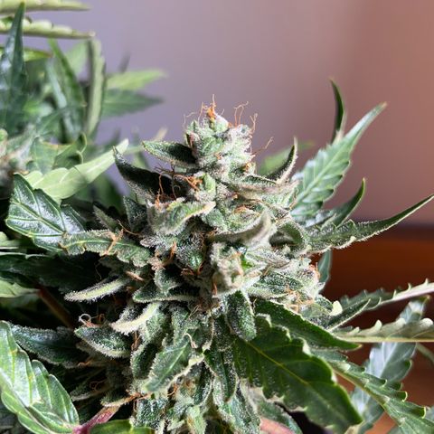 Watermelon Auto #2 growlog timeline photo