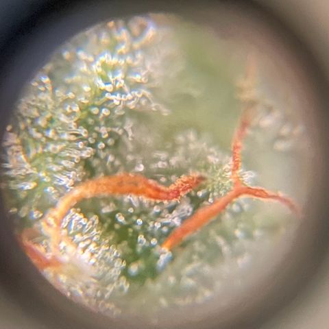 Watermelon Auto #2 growlog timeline photo