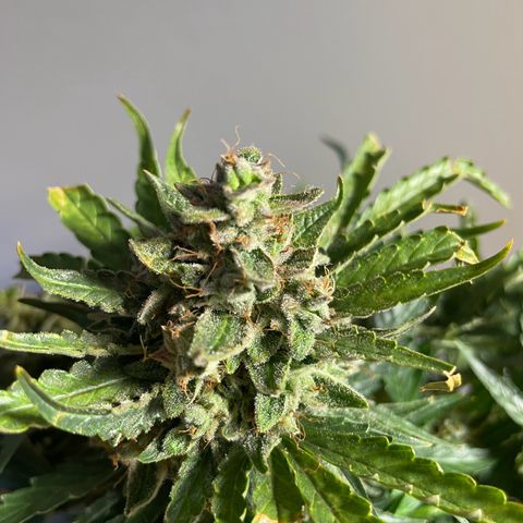 Watermelon Auto #2 growlog timeline photo