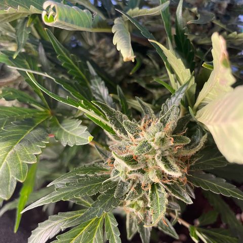 Watermelon Auto #2 growlog timeline photo