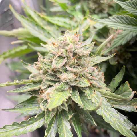 Watermelon Auto #2 growlog timeline photo