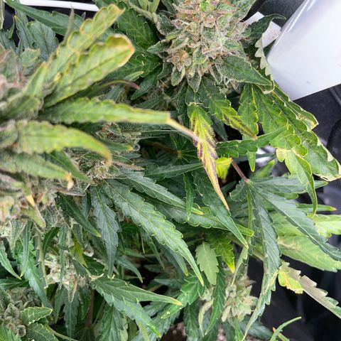 Watermelon Auto #2 growlog timeline photo