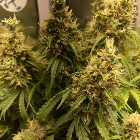 Gorilla Auto #1 growlog timeline photo