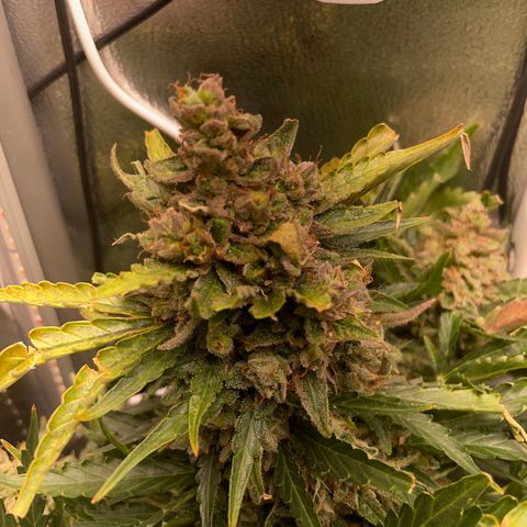 Watermelon Auto #2 growlog timeline photo