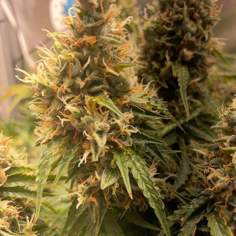Gorilla Auto #1 growlog timeline photo