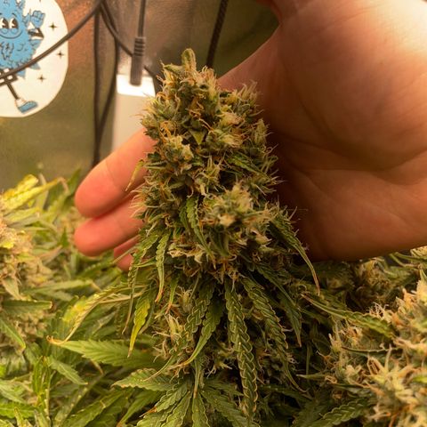 Gorilla Auto #1 growlog timeline photo