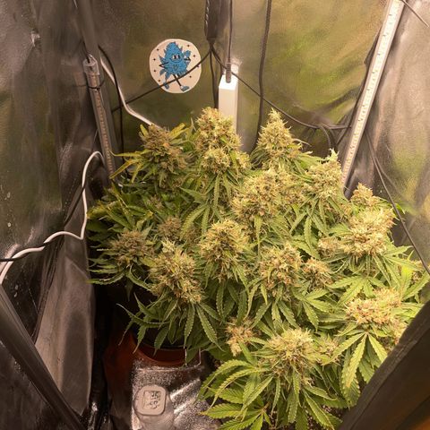 Gorilla Auto #1 growlog timeline photo
