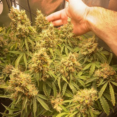 Gorilla Auto #1 growlog timeline photo