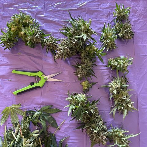 Watermelon Auto #2 growlog photo: Harvest is finished