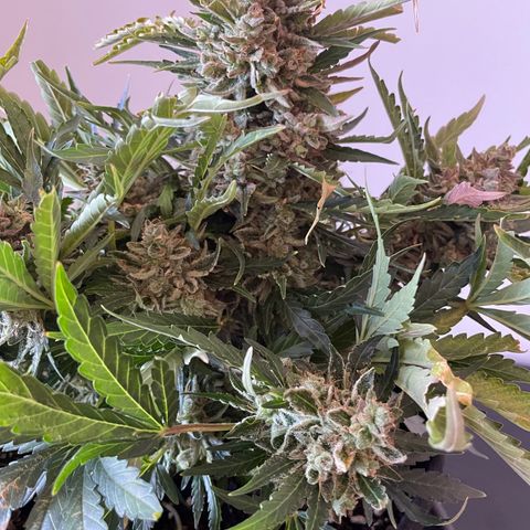 Watermelon Auto #2 growlog photo: Harvest is finished