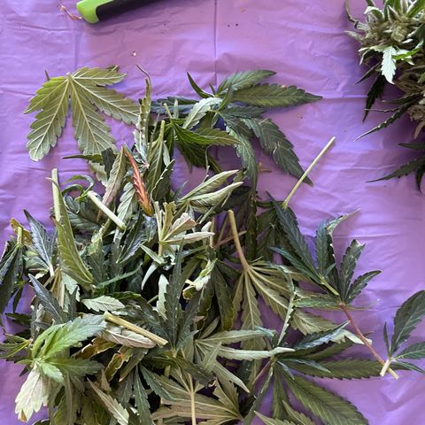 Watermelon Auto #2 growlog photo: Harvest is finished