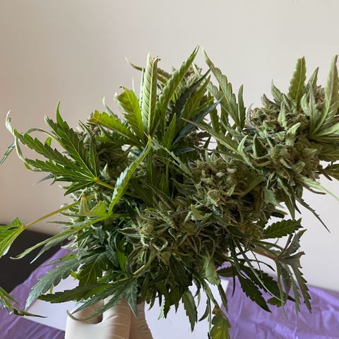 Watermelon Auto #2 growlog photo: Harvest is finished