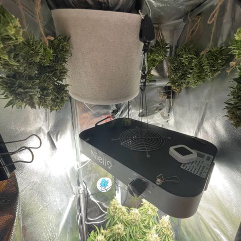 Watermelon Auto #2 growlog photo: Harvest is finished