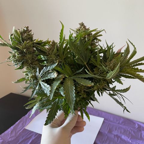 Watermelon Auto #2 growlog photo: Harvest is finished