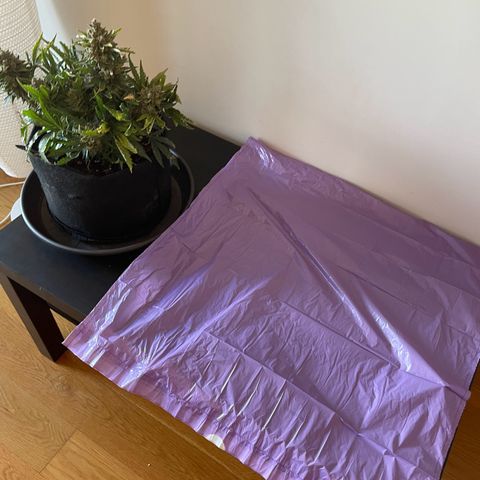 Watermelon Auto #2 growlog photo: Harvest is finished