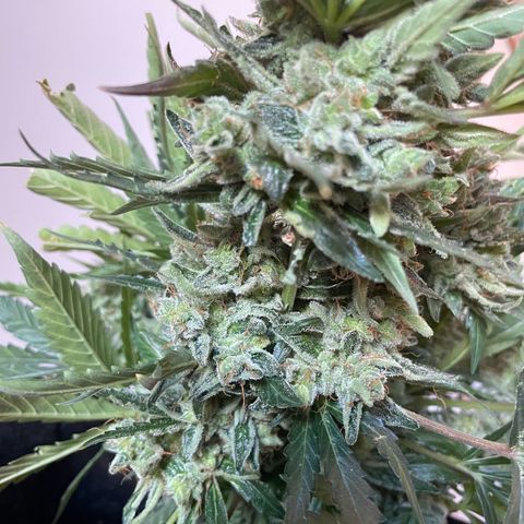 Watermelon Auto #2 growlog photo: Harvest is finished