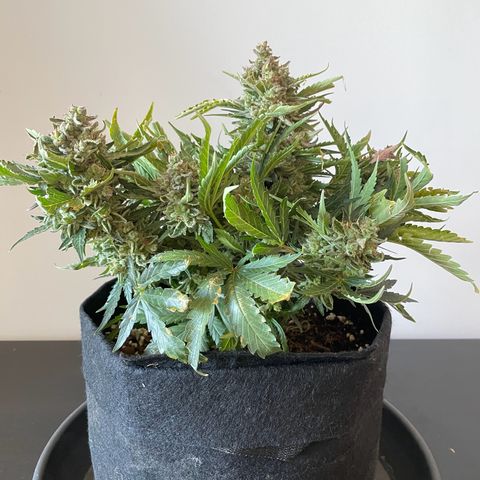 Watermelon Auto #2 growlog photo: Harvest is finished