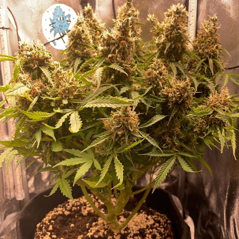 Gorilla Auto #1 growlog timeline photo