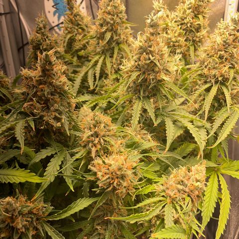 Gorilla Auto #1 growlog timeline photo