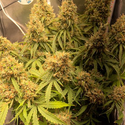 Gorilla Auto #1 growlog timeline photo