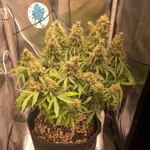 Gorilla Auto #1 growlog timeline photo